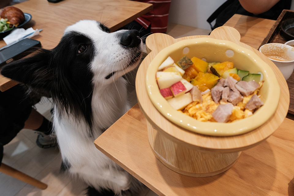 狗狗餐點